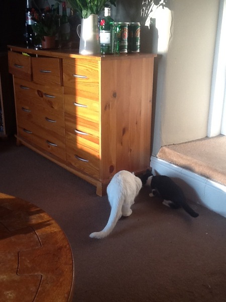 Nooo! How can I have mice with three cats?!