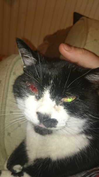 poorly eyes