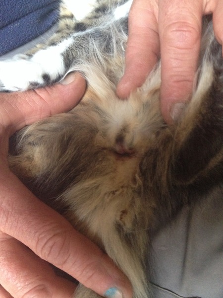 Anyone want to guess kitten gender