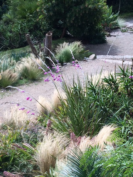 plant ID help please