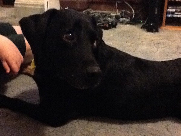 Where did you get your dog from?