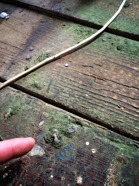 What solution can I use to scrub untreated wooden floorboards with?