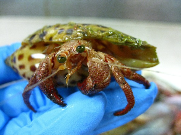 The Brave Babes Battle Bus - Getting Ready For The Golden Sights Of Autumn In Search Of Sobriety.