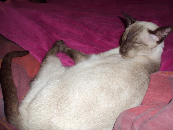 Views on whether cat should be operated on or not (medical details alert)