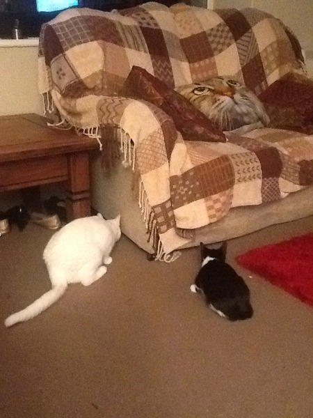 Nooo! How can I have mice with three cats?!