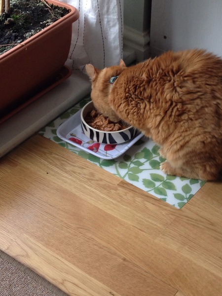 My cat is fat :-(