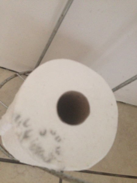 Help! The kittens have disappeared!!!