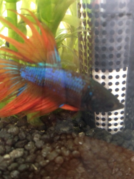 I'm setting up my mini fish tank ! (Pic)