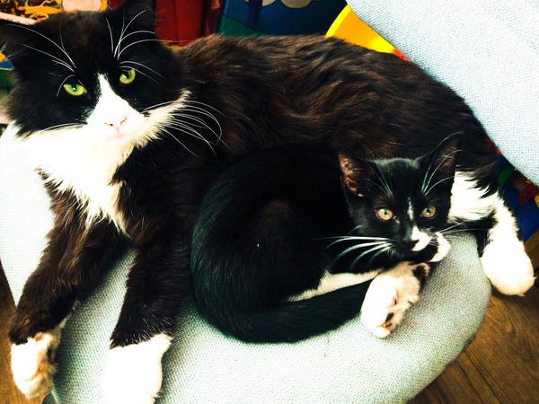 Help! The kittens have disappeared!!!