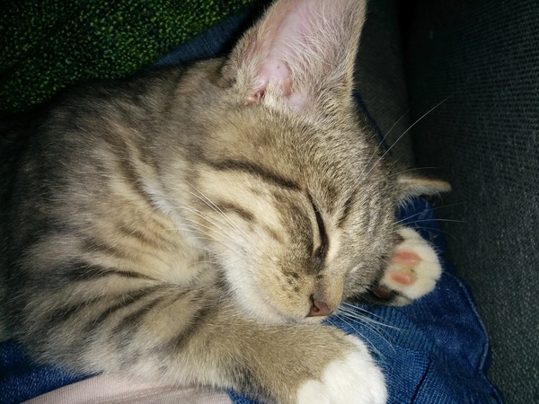 kitten suckling on me