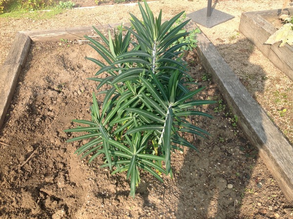 Plant ID help please