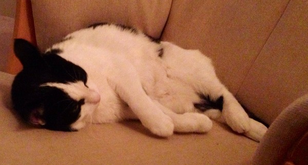 New to cats - advice please