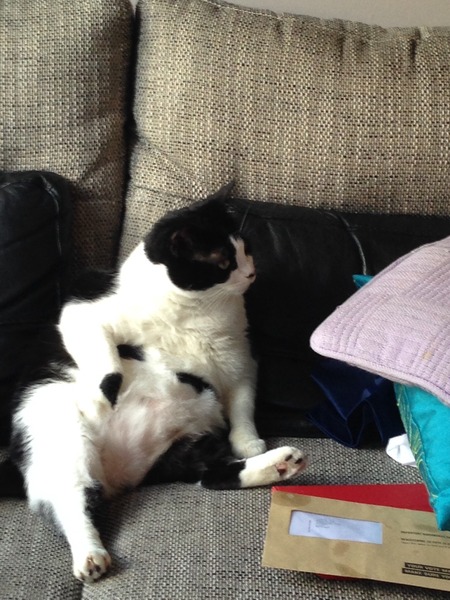 Our cat is utterly hilarious