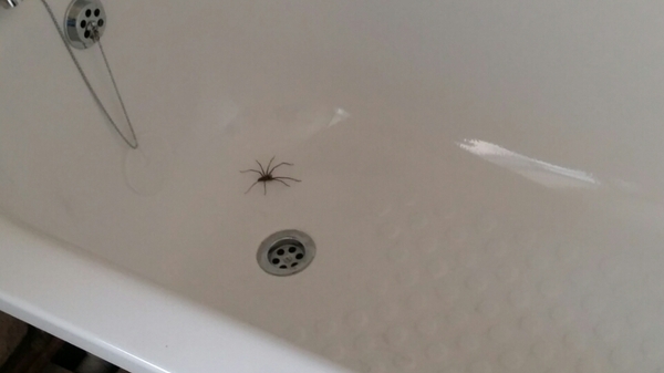 WIBU to burn the house down?