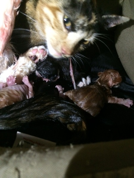 3day old new born kitten died today :-(