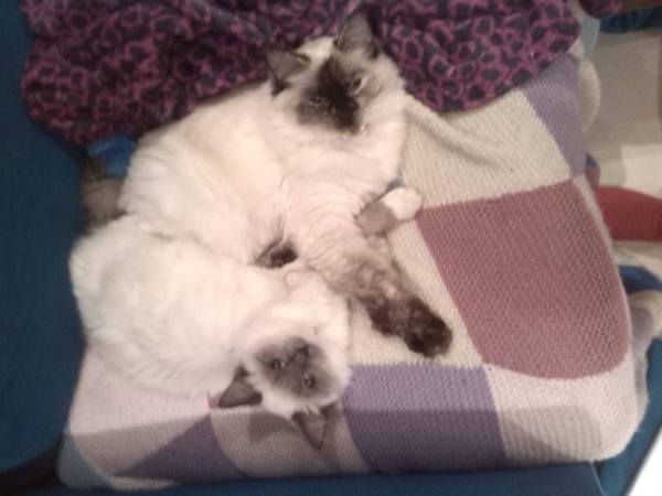 Squueeeee I'm talking to a Ragdoll rescue centre! So excited!