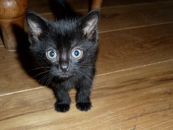 Young kitten care...