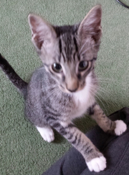 New Kitten in hiding!