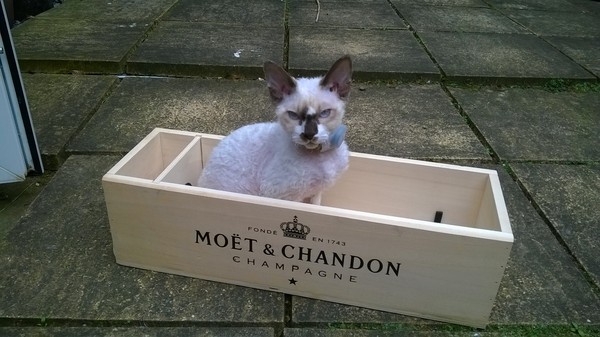 a Devon Rex says "Just. Don't."