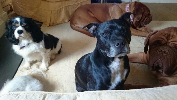 What breed that you DON'T have, would you like to have?