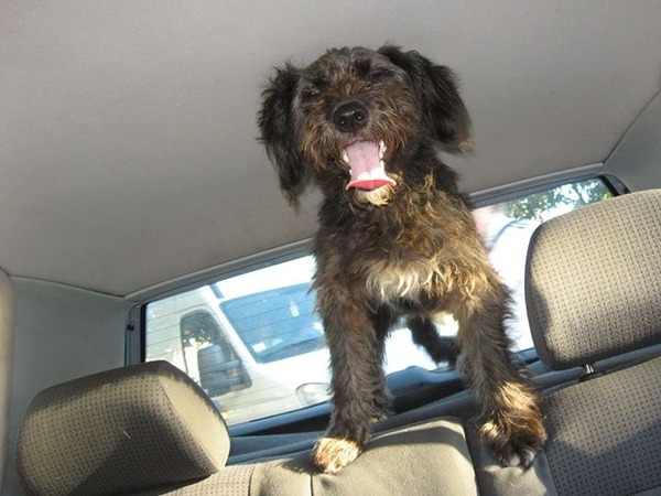 Where did you get your dog from?