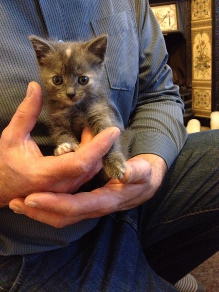 I go to see kittens tomorrow