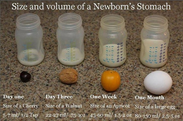 normal (before milk "comes in")