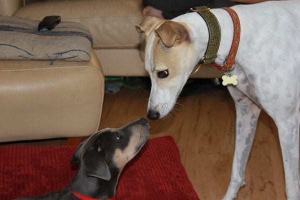 Pointy hound owners - we are getting serious. Well, almost….