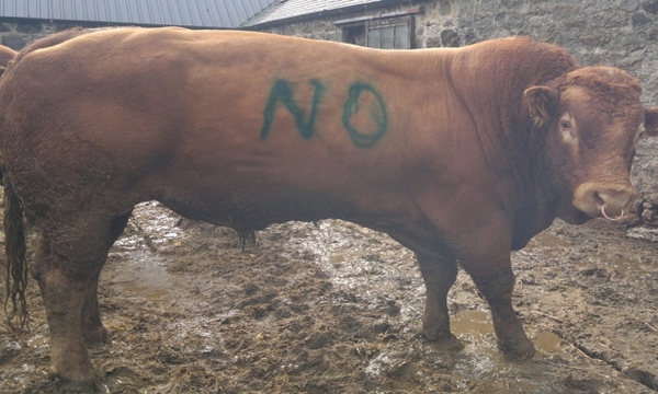 Indyref 10. The Marathon Continues..