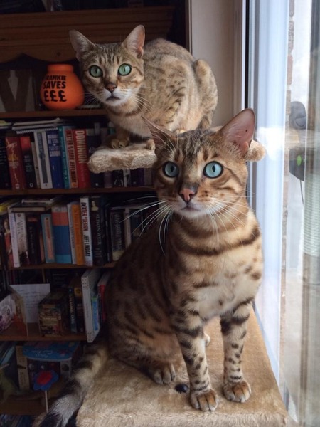 Bengals and the outside world