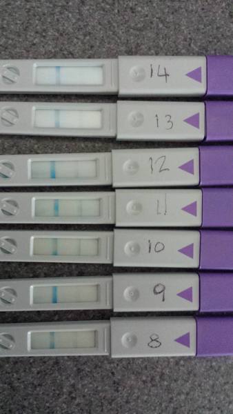 Clearblue OPK's - pic inside