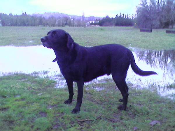 Anyone used Bravecto for fleas?