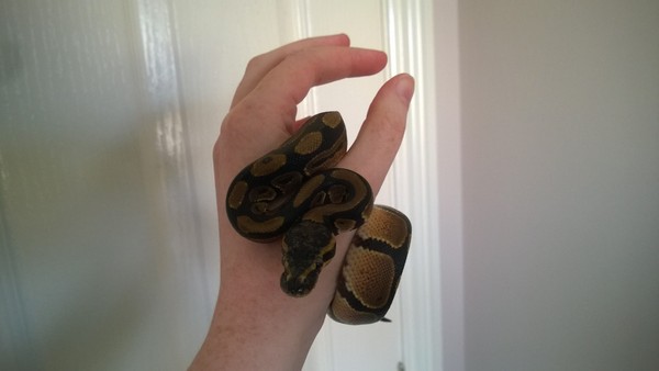 SLIMTEMBER: Duncan from blue and tea that makes you poo