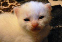 what's making my new kitten itch? (not fleas)