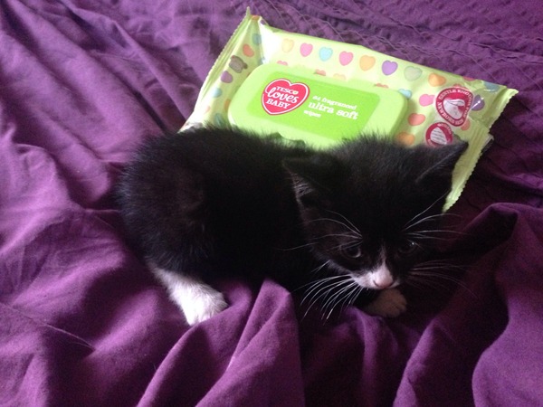 Another dumped kitten.