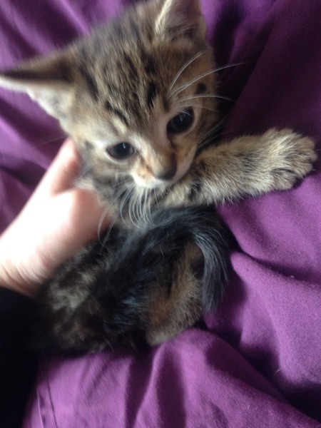 Another dumped kitten.