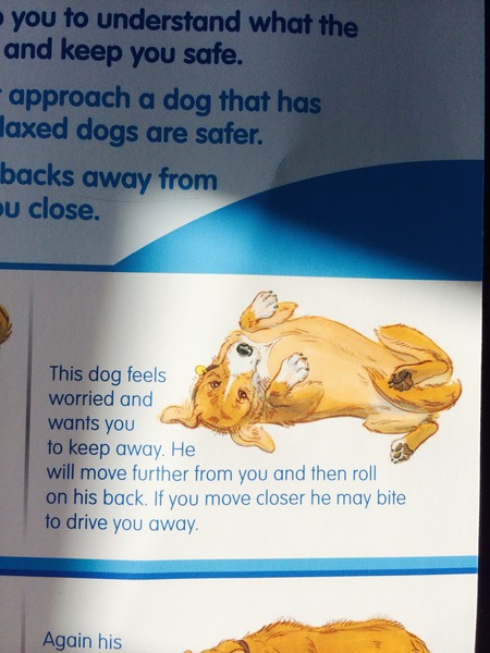 Dog Body Language