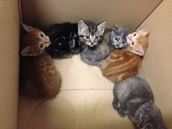 I go to see kittens tomorrow