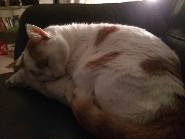 My cats missing, what helped you find yours
