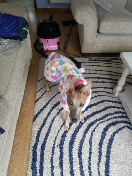 I need to buy a coat and pyjamas for my whippet.