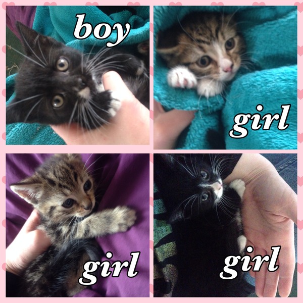 Another dumped kitten.