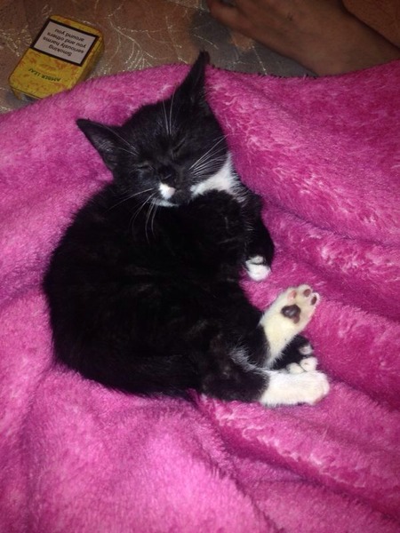 Help! The kittens have disappeared!!!