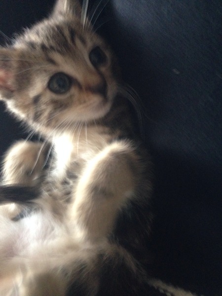 Another dumped kitten.