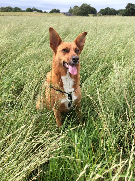 My dog is a Fucking Twatface.