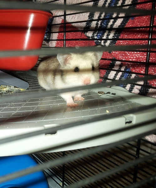 11 adorable baby hamsters need good homes (gloucestershire)