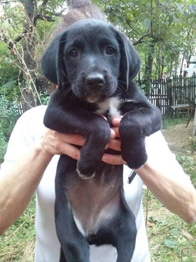 Where did you get your dog from?