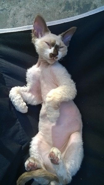 Cheesy kitten Feet...