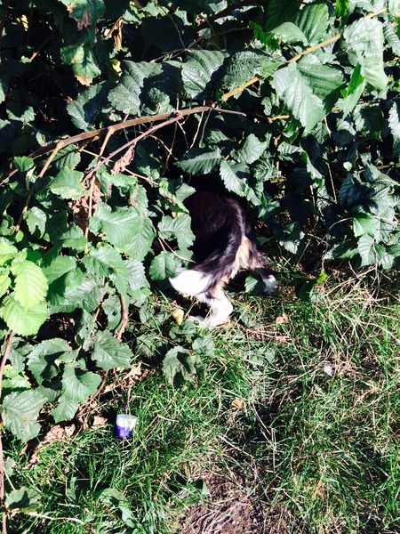 Can anyone identify this plant please? Worried it's poisoned the dog
