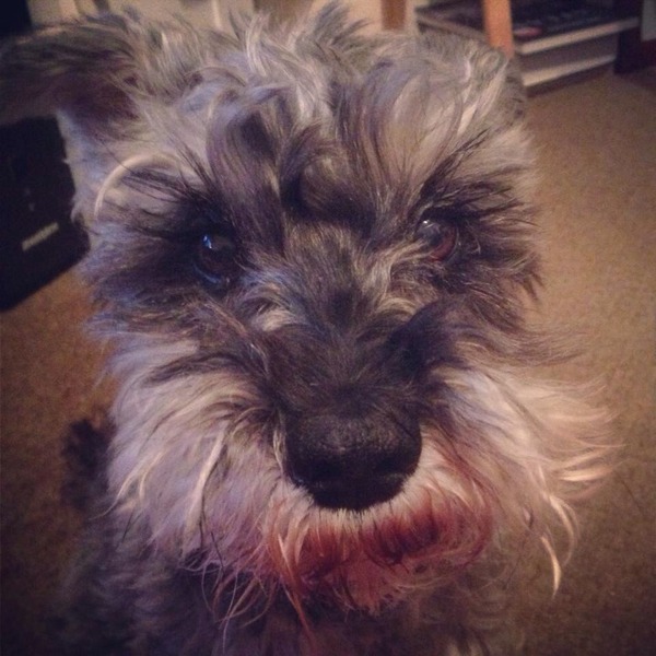 What breed that you DON'T have, would you like to have?