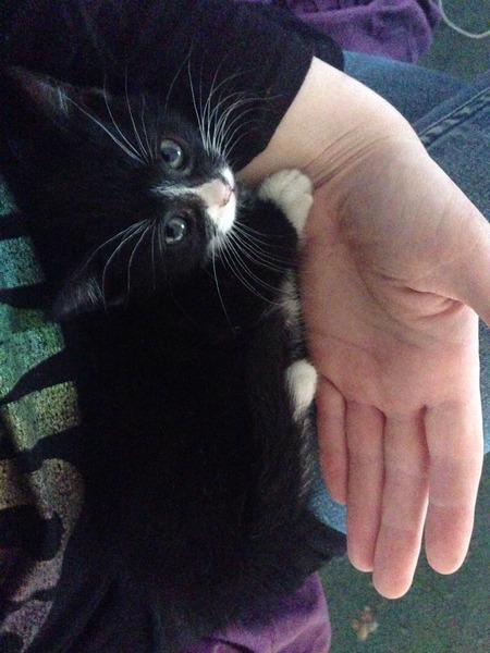 Another dumped kitten.